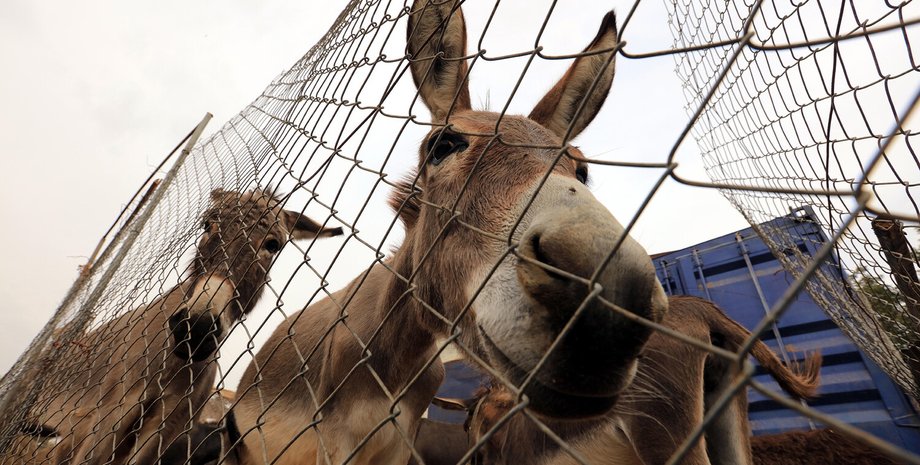 осел коклюш