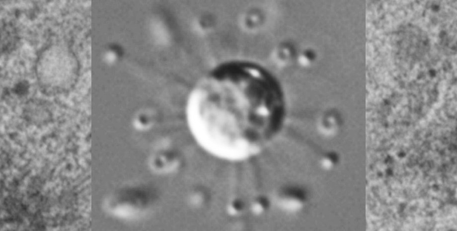 новый организм вид