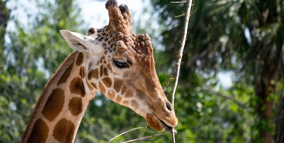 гибрид жираф