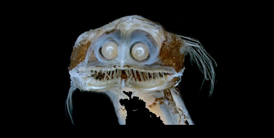 глубоководная рыба телескоп