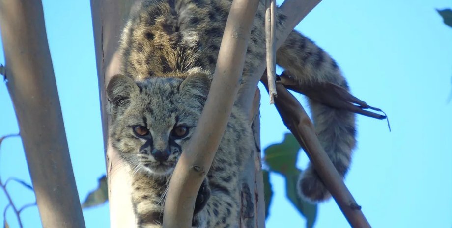 маленькая коша кодкод