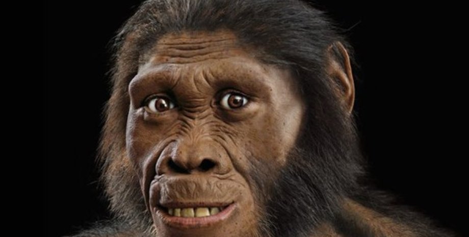 гоминины, приматы, предки человека