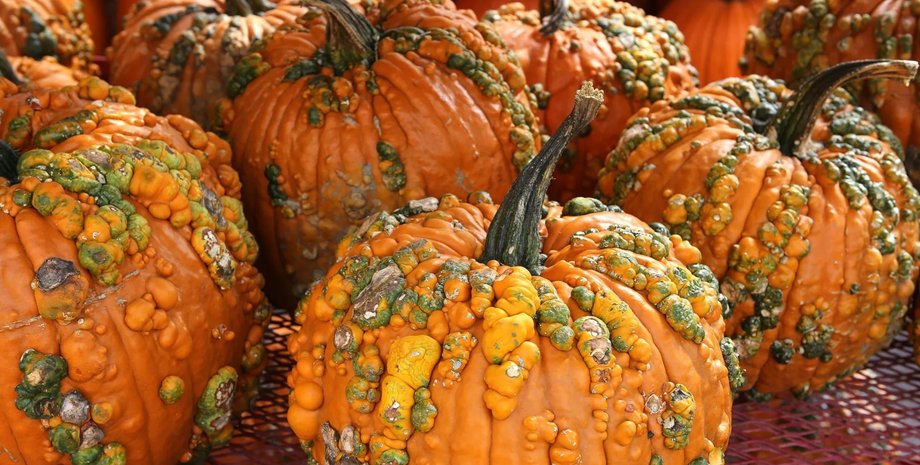 тыква, загрязнение окружающей среды, токсины, овощи