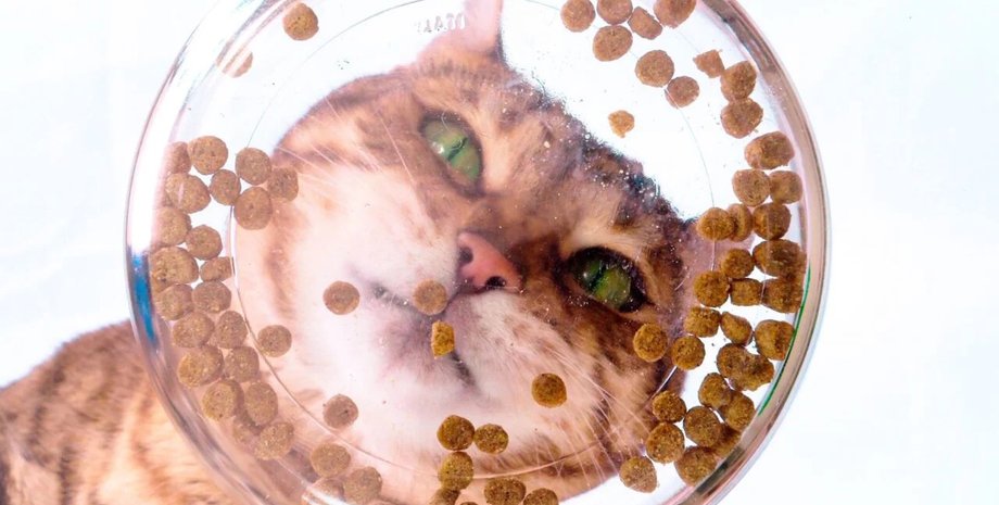 кошка еда