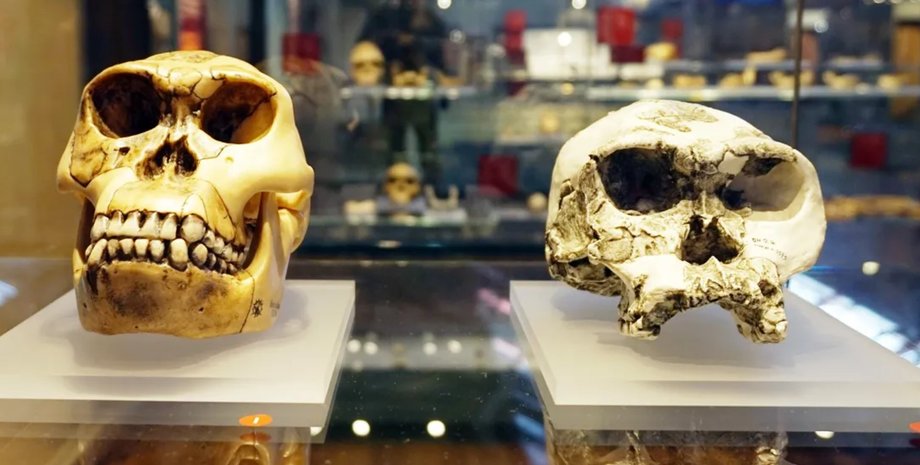 Homo habilis